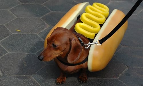 人家的私生活可是很豐富的！帶你一窺臘腸寶貝的休閒時光 臘腸狗、長、短腳、私生活、汪星人、爆笑、愛音樂、飛翔、cosplay、怕冷、好奇心、療癒