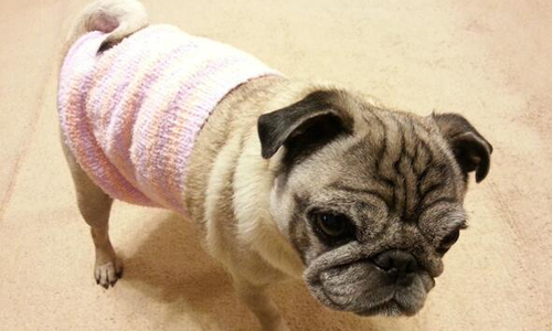 肚子暖了就萬事ok！連寵物都大愛的冬季必備暖洋洋腹卷 寵物、腹卷、保暖、日本、狗