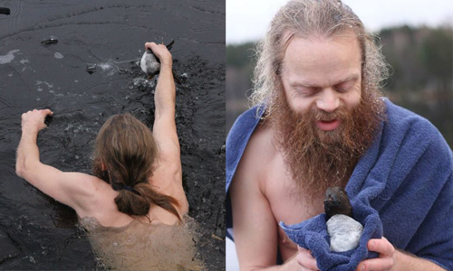 再冷也不怕！挪威男跳入冰湖拯救凍僵的小鴨 拯救、勇士、冰湖、結冰、鴨子