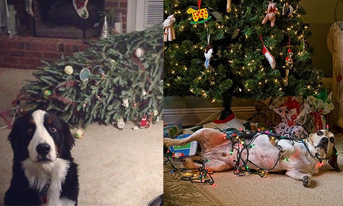 看到聖誕樹多興奮？貓咪狗狗聖誕趴踢玩太嗨的下場 狗、貓、聖誕節、搞破壞、趴踢