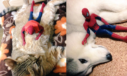 貓肚肚蹭起來是甚麼感覺？蜘蛛人亂入寵物生活的無厘頭劇場 哈士奇、貓、可愛、蜘蛛人、超級英雄
