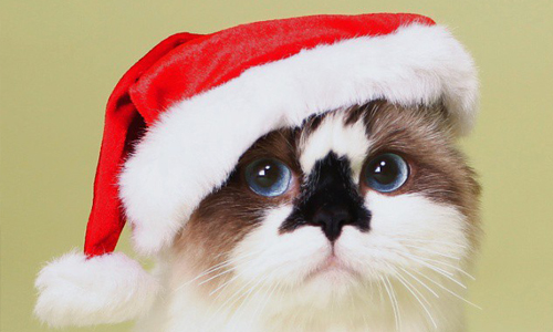 貓奴們，坐穩啦！「三角飯糰」短腿貓Albert超霸氣登場 貓、貓咪、短腿、munchkin、albert