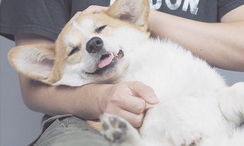 被自己帥醒可是很累的！柯基教你如何過硬派男子漢生活 柯基、男子漢、Instagram、IG、年曆