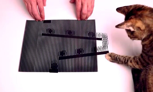 絕對不是你眼花！6張生動錯覺藝術就連喵星人也被騙 cat、喵星人、藝術、錯覺、動畫