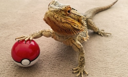 牠的行為簡直像隻貓！蜥蜴Pringle的幽默日常 蜥蜴、Pringle、日常、東部鬃獅蜥、Eastern Bearded Dragon、情境、照片