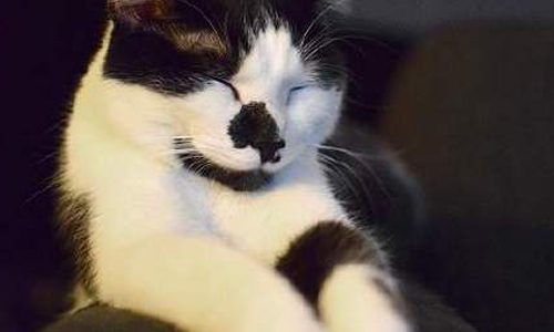 你24小時都是我的！把主人當戀人的黏人貓咪 黏人、貓、貓咪、可愛、萌