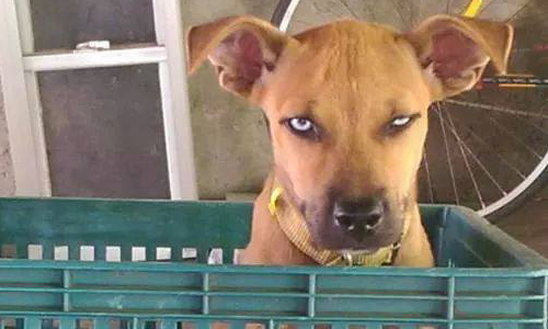 長相超兇狠卻有少女魂？混血土狗荷蘭妲要用眼神殺死你 臭臉、狗、怒顏、反差萌、 grumpy