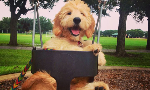 感動到流下一公升的淚！收到狗狗禮物的驚喜反應 狗狗、禮物、驚喜、感動、puppy surprise