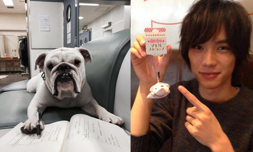 《今天不上班》的最佳男主角就是「牠」！實力派醜萌鬥牛犬—Gentle 今天不上班、秋季、Gentle、きょうは会社休みます。、ジェントル