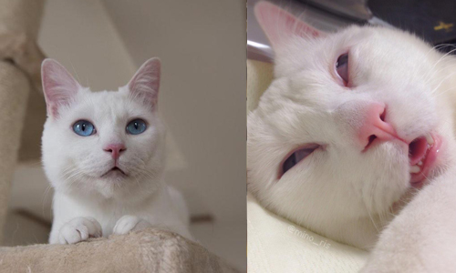 誰還能夠比我醜？顏藝貓小雪出版睡相寫真集 mino_ris、小雪、可愛、顏藝、蠢