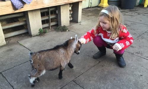 至少還有你！小山羊遭生母遺棄被人類爸爸收養 動物、山羊、寶寶、拋棄、主人