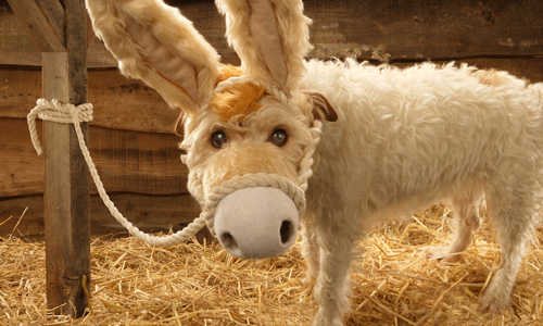 絕對讓你笑出來！攝影師與寵物狗的超有事聖誕賀卡 聖誕節、聖誕、賀卡、狗、攝影、Peter Thorpe、Paddy、Raggle、動物、主人、英國