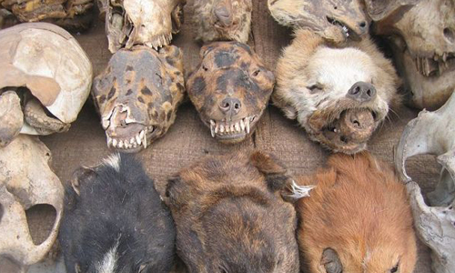 你需要買一顆頭顱嗎？來逛逛非洲屍骨市場 巫毒、Voodo、瑪莉拉芙、Marie Laveau、巫毒女王、巫毒娃娃、紮小人、祭祀、非洲、屍骨、黑魔法、宗教、占卜、殘骸、下咒、毒鑰、The Skeleton Key、美國恐怖故事、女巫集會、American Horror Story