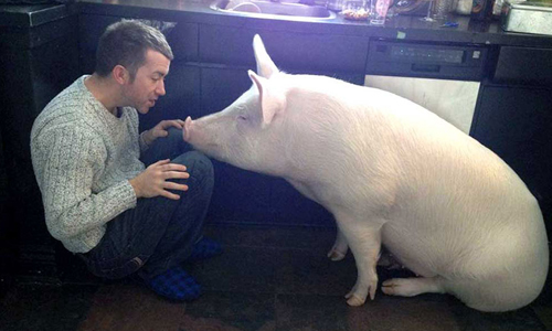 說好的迷你豬呢？《兩個爸爸》溫馨豬豬版本 迷你豬、同志、寵物、豬、可愛、溫馨、善良、素食