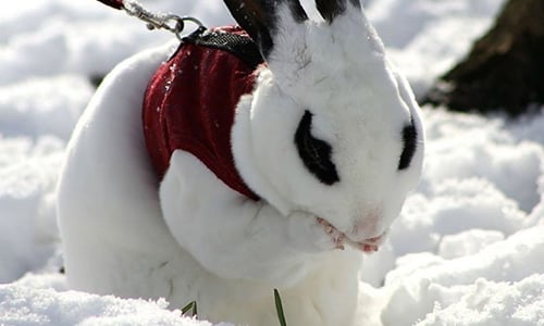吃雪當吃冰？寵物們第一次看到雪的超萌反應 雪、雪景、寵物、動物、萌、可愛、第一次