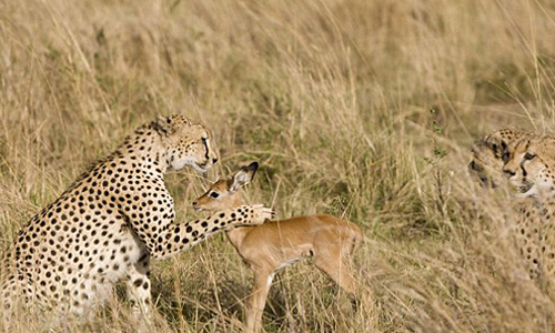痾那隻豹伸出爪子了！小鹿跟獵豹的友情故事結局是... 小鹿、獵豹、草原、朋友、真心、咬、獵物、玩、追逐、可愛、萌、擔心、純愛、食物