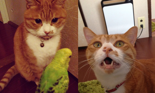 你們真的是可愛好朋友嗎？橘貓泡菜和鸚鵡的反差萌日常 橘貓、泡菜、反差萌、生活、寵物