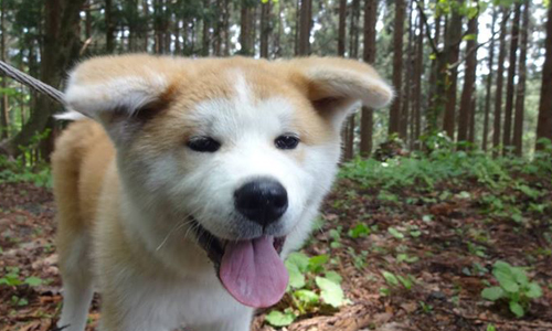 垂耳秋田犬超療癒！真實版《忠犬小八》NONO 忠犬小八、秋田犬、秋田、大館、NONO