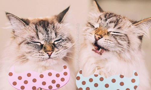 姐姐頑皮、妹妹貪吃！超萌貓貓雙胞胎融化你心 可愛、貓、貓咪、萌、雙胞胎