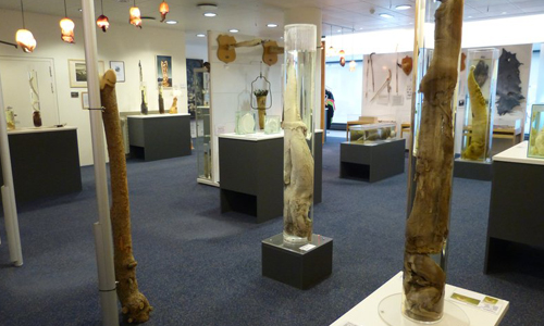 被280根動物生殖器團團包圍！冰島怪奇「陰莖博物館」 陰莖、博物館、冰島、那話兒、哺乳類、動物、應有盡有、抹香鯨、人、巨大、獵奇、紀錄片、驚奇、新鮮、保存、捐獻