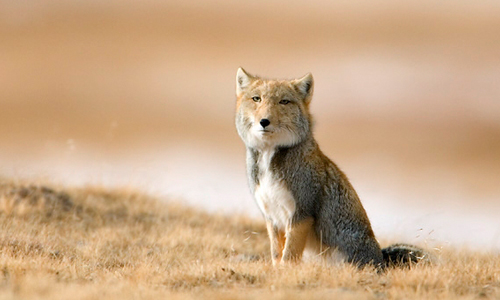 聊個天需要這麼哀傷？面癱美男藏狐貼圖 藏狐、哀愁、可愛、美男、LINE