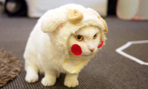 「你們有想過我的心情嗎？」關於羊年，喵星人有話想說…… 羊年、羊、羊貓、貓羊、可愛