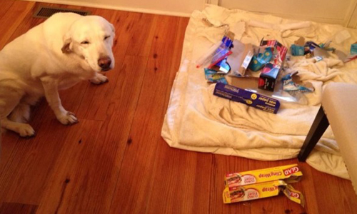 想大掃除先over my dead body！毛小孩掃除時間搗蛋實錄 狗、dog、貓、cat、打掃、clean、大掃除、吸塵器、vacuum、掃把、broom、拖把、mop、Attack、攻擊、hate、討厭、mess