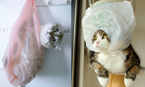 「這是人家的新玩具～」貓咪遇上塑膠袋的逗趣反應 貓咪、喵星人、可愛、玩具、塑膠袋、紙袋