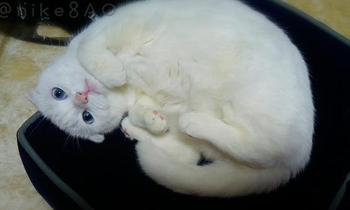 我就是沒自尊！百依百順小白貓讓你1秒融化 nike8AO、萌、白貓、可愛、殺傷力、日常、傲嬌、耍賴、玩耍、垂耳、高貴、優雅、調皮、呆