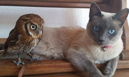 喵星人也被牠收服！超萌貓頭鷹與貓貓的友情故事 貓頭鷹、暹羅貓、兔子、Cleo、Forbi
