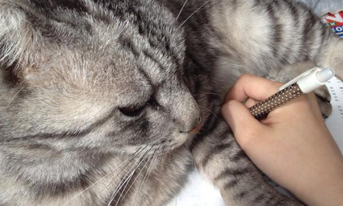 整個書桌都是我的遊樂場！干擾系貓咪大集合 貓奴、貓咪、書桌、筆、無奈、萌、可愛