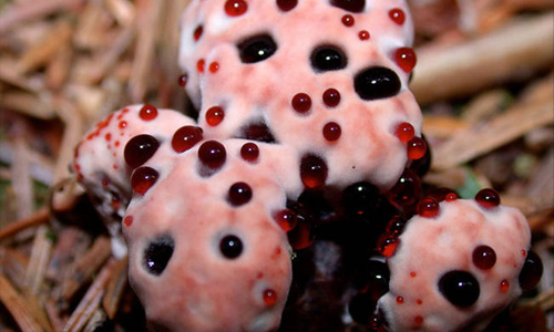 模樣詭異令人無法直視！8種獵奇真菌植物大蒐奇 獵奇、植物、模樣、Creepy、Plant