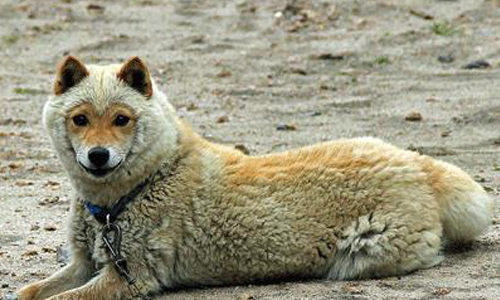 羊羊柴柴傻傻分不清楚！披著羊皮的稀有日本犬—山陰柴犬 柴犬、山陰柴犬、島取、島根、日本