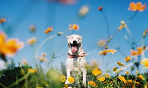 最喜歡你笑咪咪！主人與合不攏嘴狗狗的幸福日記 泰國、流浪狗、愛笑、笑容、笑