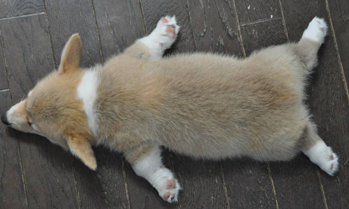 吃飽睡、睡飽吃也是很累滴！十點證明當一條小胖狗有多辛苦 胖、狗狗、懵、萌、小狗、長大、胖嘟嘟、短、摔倒、睡覺、蹦蹦跳、辛苦、累