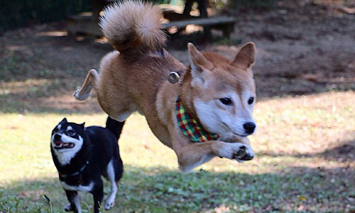 你們是跑跑小飛彈嗎？可愛爆表的柴犬兄妹檔 柴犬、萌、狗狗、可愛、兄妹