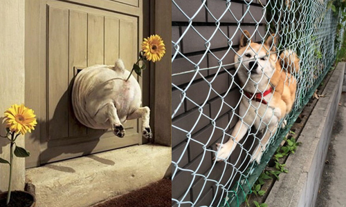 形象是什麼可以吃嗎？狗狗各種糗樣大公開 狗、寵物、卡住、尷尬、貓