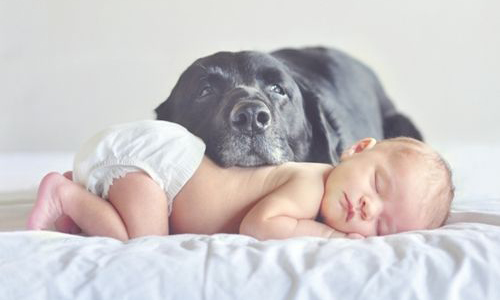 毛茸茸與胖呼呼的遊戲時間！小Baby和狗保姆的超有愛畫面大集合 胖萌生物、貓貓狗狗、小嬰兒、天使、可愛、療癒、母愛、子守犬、nanny dog、撒野
