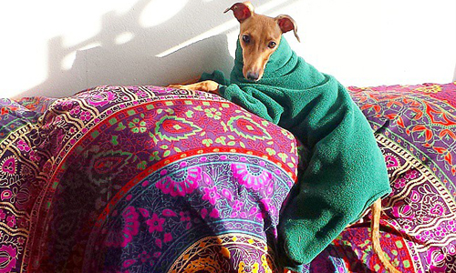 狗界超級名模就是牠！為您獻上寵物時尚造型指南 靈提犬、可愛、狗狗、dog、Greyhound