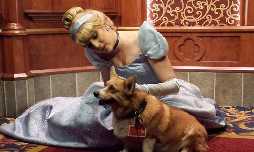 是誰讓公主都不想工作了？短腿柯基萌霸迪士尼遊樂園 柯基、短腿、迪士尼樂園、仙杜瑞拉、Tumblr