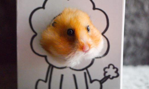 《哈姆太郎》甚麼時候找我去拍戲？倉鼠界新科表情帝 倉鼠、哈姆太郎、モジャ子、ykh31、推特、戲精