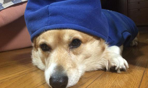 「我們也是需要冬眠的～」貓貓狗狗的冬季禦寒大法 貓、狗、冷、凍、寒冬、困惑、可愛、被窩、暖爐、睡覺