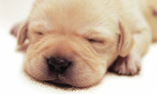 [新聞稿] 萌萌噠！10部必看經典狗狗電影 迪士尼、庇里牛斯牧羊犬、聖伯納犬、黃金獵犬、米克斯、拉不拉多犬、吉娃娃、哈士奇、秋田犬、剛毛獵狐梗犬、傑克羅素梗犬