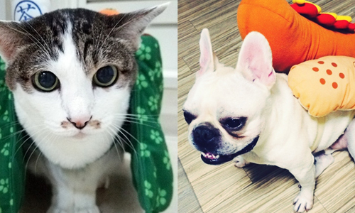 到底是惡搞還是實用？冬日移動式小被爐貓&夾心熱狗 冬日、貓、狗、溫暖、設計