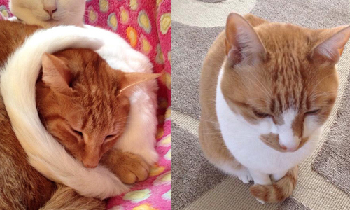 貓咪也會手腳冰冷？超可愛萌貓禦寒術—貓手卷 しっぽマフラー、貓手卷、貓圍巾、貓、萌貓、可愛、療癒