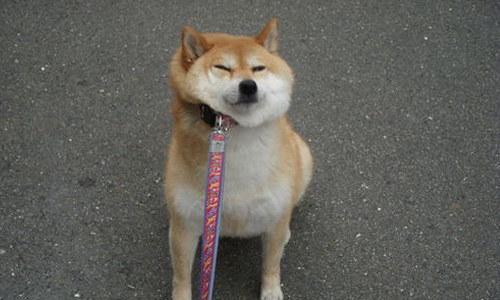 「放開我！我不要去醫院！」 動物看病反應爆笑大集合 反應、動物、狗、貓、醫院