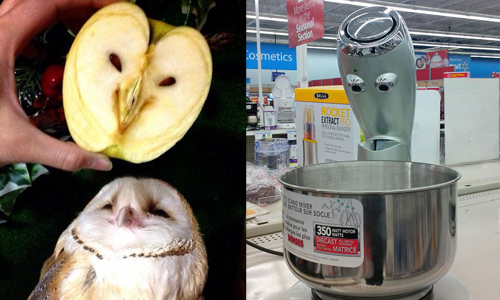 貓頭鷹、蘋果，傻傻分不清楚？超爆笑的撞臉事件簿 撞臉、爆笑、蔬菜、水果、日常