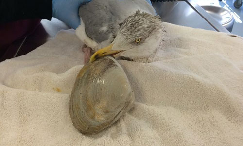 漁夫在哪？現代版鷸蚌相爭真實上演！ 鷸蚌相爭、有趣、新奇、動物