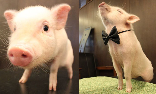 賣豬肉的小豬！？日本最Q的餐廳吉祥物 日本、餐廳、吉祥物、寵物、豬