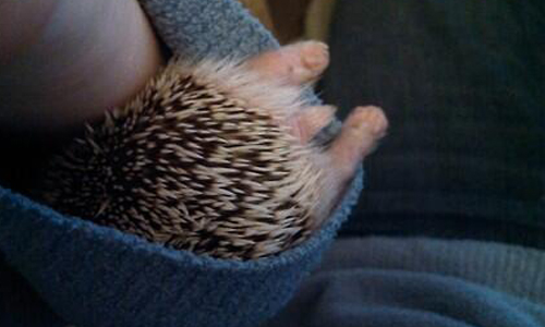 可愛度完勝萌え袖！胖萌倉鼠禦寒術—倉鼠袖子 袖ハム、萌え袖、可愛、奧義、倉鼠